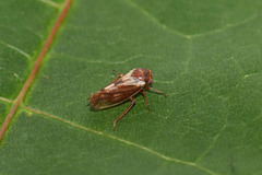 Oncopsis flavicollis