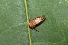 Oncopsis flavicollis