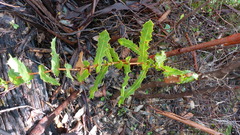 Hakea amplexicaulis