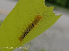 Calliteara horsfieldii