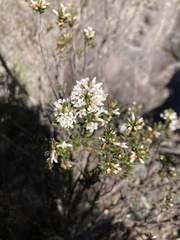 Leucopogon collinus