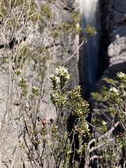Leucopogon collinus