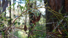 Bossiaea linophylla