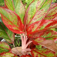 Aglaonema