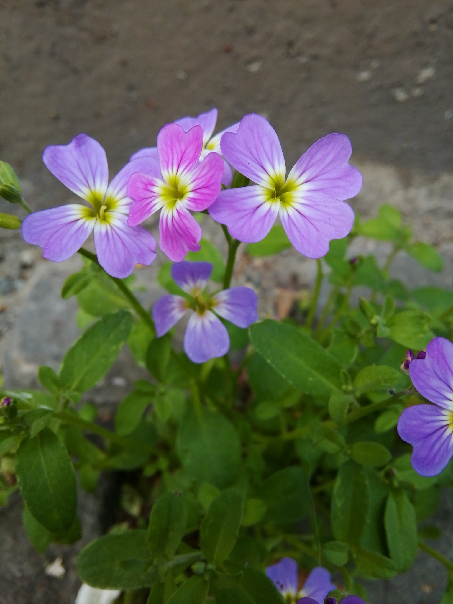 Malcolmia maritima