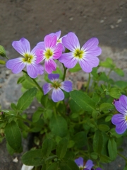 Malcolmia maritima