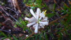 Petrophile diversifolia