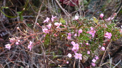 Boronia gracilipes