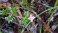 Boronia gracilipes