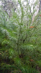 Podocarpus drouynianus