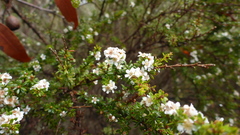 Taxandria parviceps