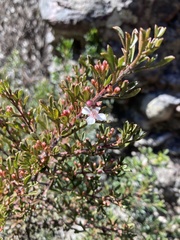 Cyanothamnus anemonifolius variabilis