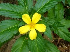 Turnera angustifolia