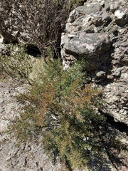 Cyanothamnus anemonifolius variabilis