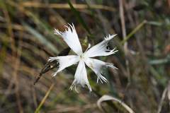 Dianthus serotinus