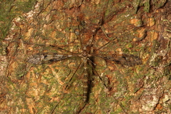 Austrolimnophila argus