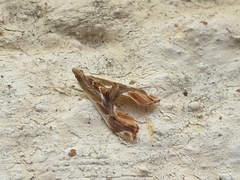 Agathodes musivalis