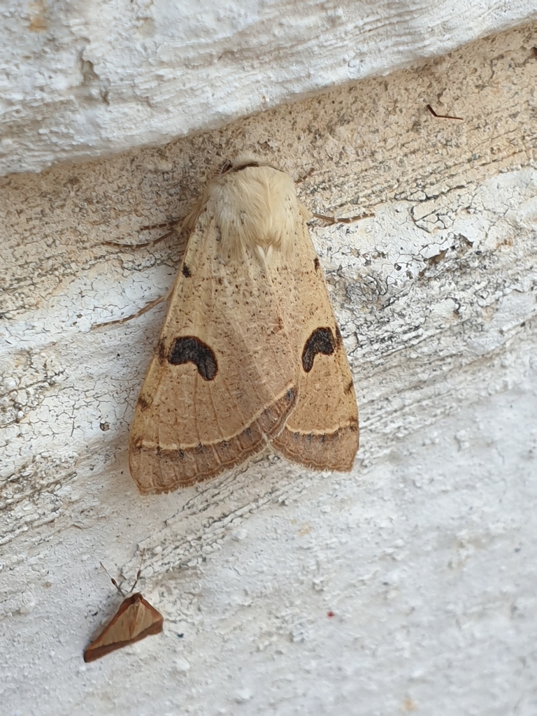 Ctenusa marginifera