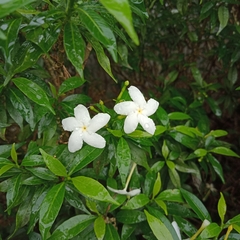 Tabernaemontana divaricata