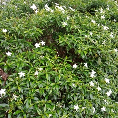 Tabernaemontana divaricata