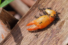 Engaeus tuberculatus