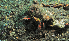 Dardanus sanguinolentus