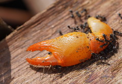 Engaeus tuberculatus