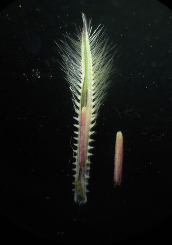 Image of Arthraxon Lanceolatus (Arthraxon lanceolatus) by no rights reserved