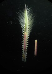 Arthraxon lanceolatus