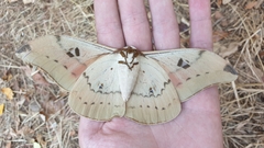 Pseudobunaea natalensis