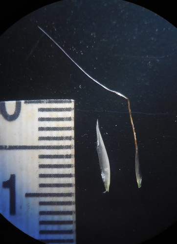 Image of Arthraxon Lanceolatus (Arthraxon lanceolatus) by no rights reserved