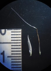 Arthraxon lanceolatus