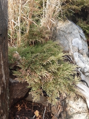 Microbiota decussata