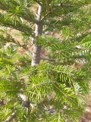 Abies nephrolepis