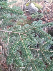 Picea jezoensis