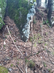 Oplopanax elatus