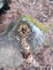 Oplopanax elatus
