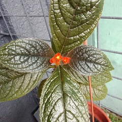 Chrysothemis pulchella