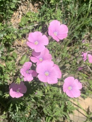 Linum viscosum