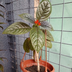 Chrysothemis pulchella