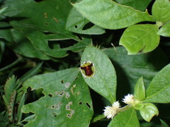 Aspidimorpha furcata