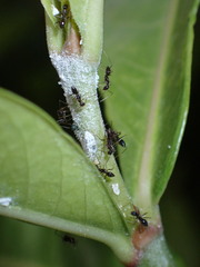 Paratrechina longicornis