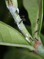 Paratrechina longicornis