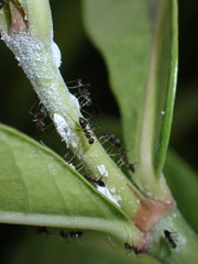 Paratrechina longicornis