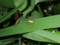 Oxyopes