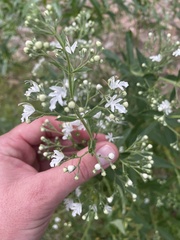 Teucrium corymbosum