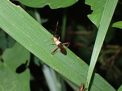 Riptortus linearis