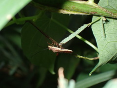 Riptortus linearis