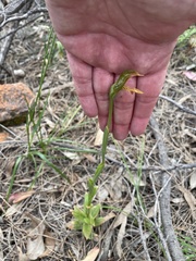 Pterostylis plumosa