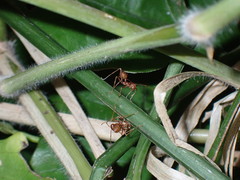 Oecophylla smaragdina